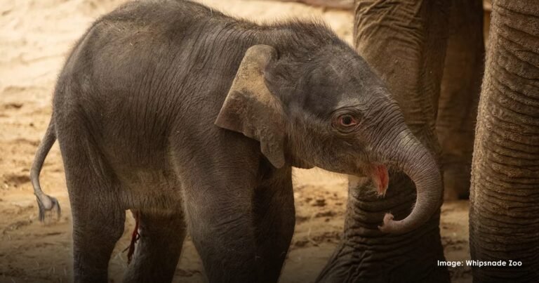 Endangered Asian elephant born at UK conservation zoo – The Good News Movement Endangered Asian elephant born at UK conservation zoo – The Good News Movement