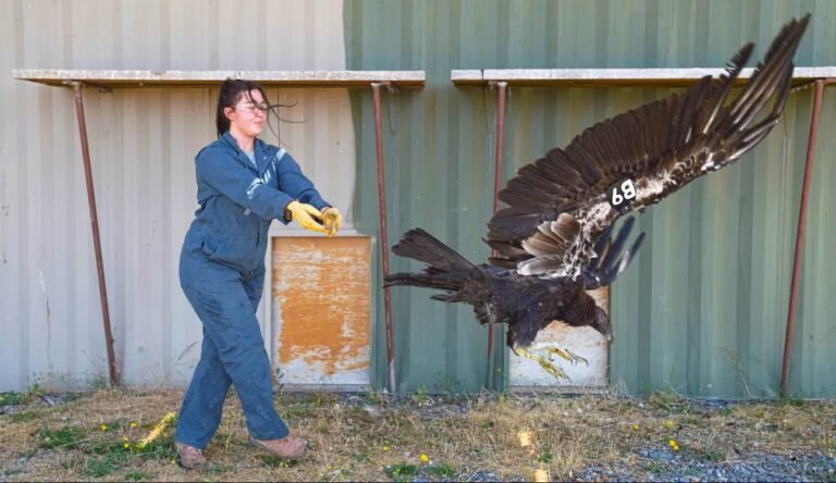 Endangered California Condor Flies into Oregon for the First Time in 122 Years Endangered California Condor Flies into Oregon for the First Time in 122 Years