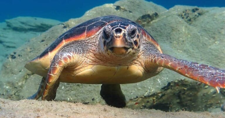 Experts celebrate 80X increase in nesting loggerhead turtles Search
