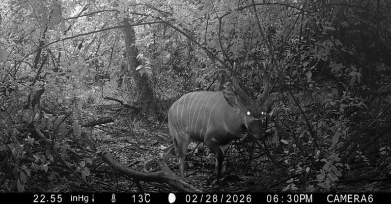 Experts spot critically endangered antelope on trail camera Search