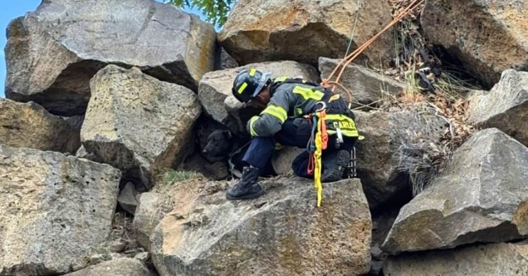 Firefighters save dog from dangerous cliff face Search