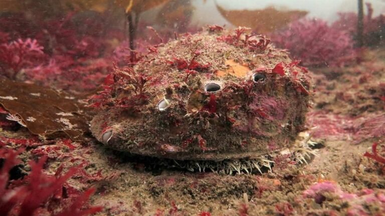 First Live White Abalone Found in 5 Years During Channel Islands Survey Sparks Hope for Recovery First Live White Abalone Found in 5 Years During Channel Islands Survey Sparks Hope for Recovery
