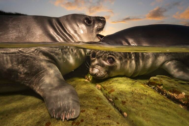 Gallery: Underwater Photographer of the Year 2026 Gallery: Underwater Photographer of the Year 2026