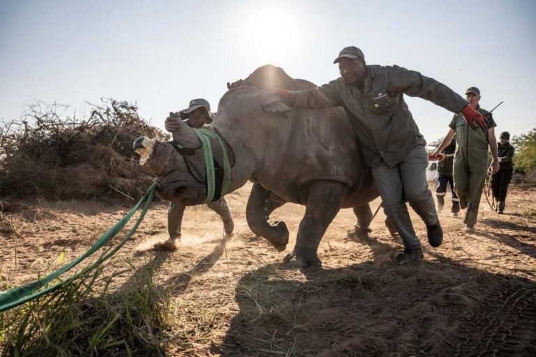 Herculean Effort to Restore Mozambique’s Rhino Population Succeeds with 61 Animals Moved There Herculean Effort to Restore Mozambique's Rhino Population Succeeds with 61 Animals Moved There