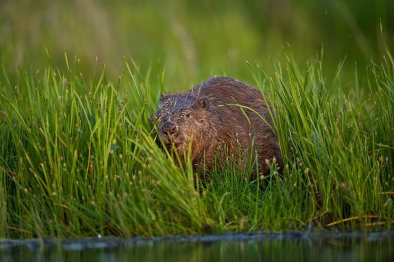 How beavers solved a flooding problem in west London How beavers solved a flooding problem in west London