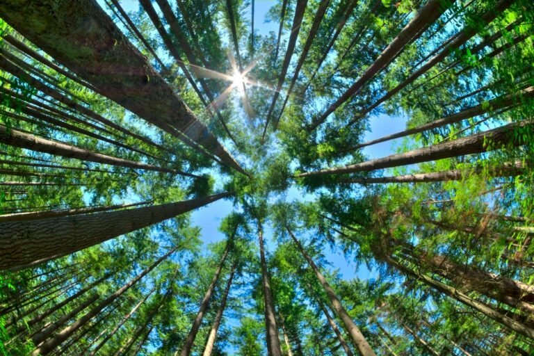 How to Get the Biggest Mental-Health Boost from 15 Minutes Outdoors