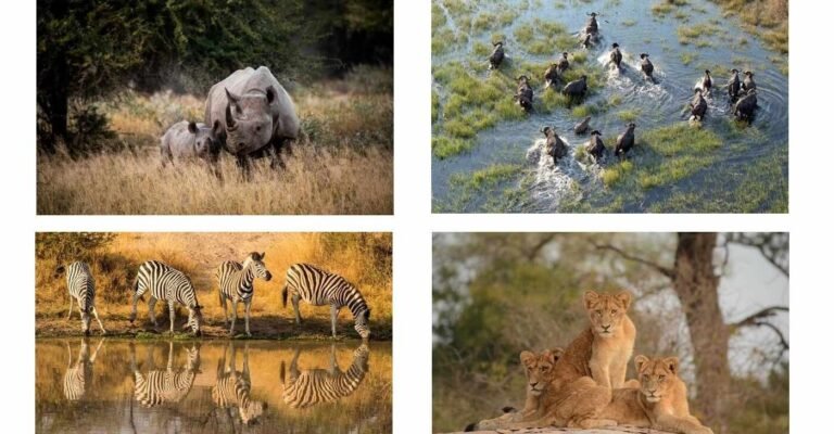 Iconic Kruger National Park Celebrates 100th Year of Protecting African Wildlife