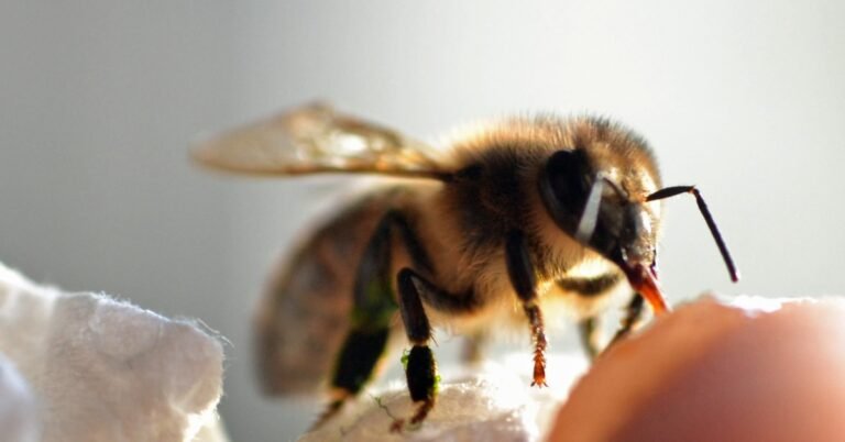 Man goes viral for letting bee ‘unwind’ its stinger Search