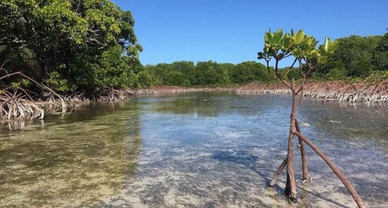 Mangrove Loss Worldwide Is Now Reversing—with More, Denser Forests Than 20 Years Ago