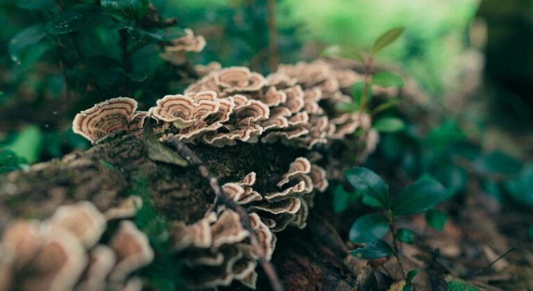 Mushrooms Used to Clean E. Coli from Rivers and Immediately Implemented in England Mushrooms Used to Clean E. Coli from Rivers and Immediately Implemented in England