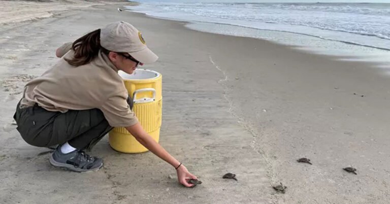NPS training volunteers to become ‘sea turtle nest sitters’ Search