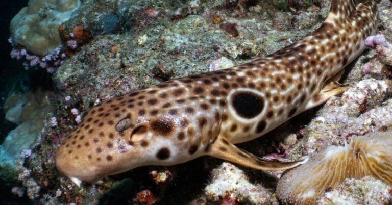 New species of ‘walking shark’ discovered in Papua New Guinea Search