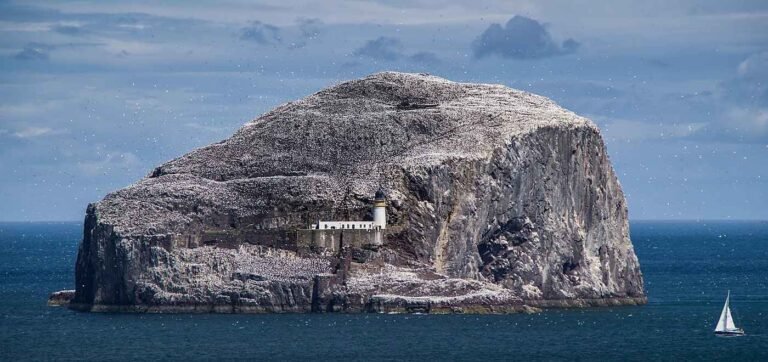 Noble Family Sells ‘Wildlife Wonder of the World’ Bass Rock to Protect 100,000-strong Seabird Population Noble Family Sells 'Wildlife Wonder of the World' Bass Rock to Protect 100,000-strong Seabird Population