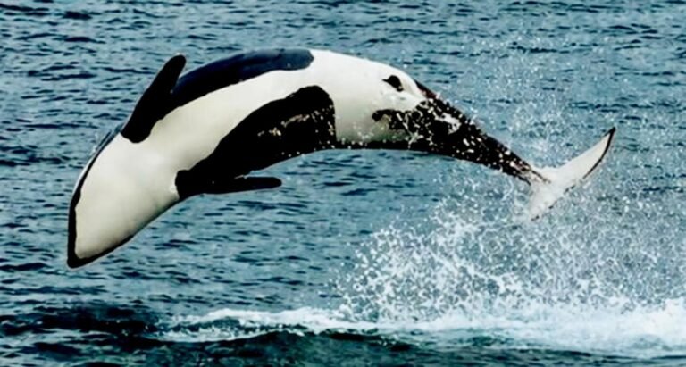 Orcas Returning to UK Coast in Numbers Rarely Seen–With an Acrobatic Flip for Excited Tourists (Watch) Orcas Returning to UK Coast in Numbers Rarely Seen–With an Acrobatic Flip for Excited Tourists (Watch)