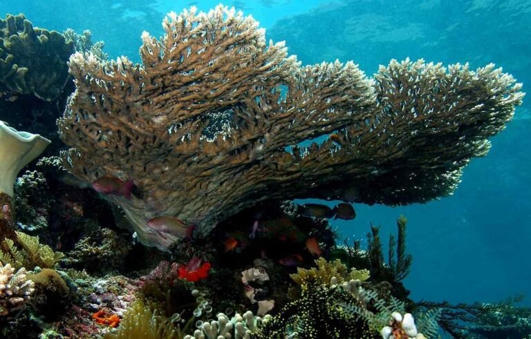 Papua New Guinea Sets Up Protected Ocean the Size of UK–Over 77,000 Square Miles