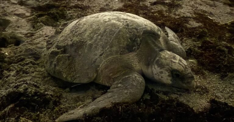 Rare olive ridley sea turtle spotted in Florida first Search