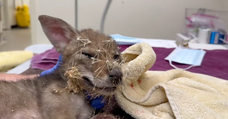 Rescuers save coyote pup covered in hundreds of cactus spines Search