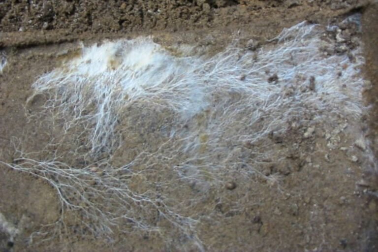 Scientists Set Out to Map Underground Fungal Networks, Find They Cover 62 Quadrillion Miles Scientists Set Out to Map Underground Fungal Networks, Find They Cover 62 Quadrillion Miles