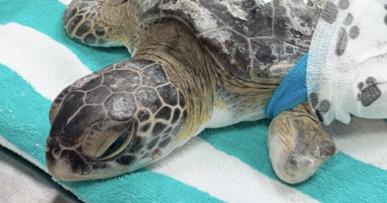 Sea turtle saved by special surgery after both sides of shell crushed Search