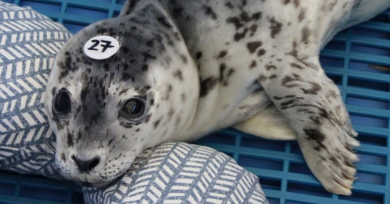 Seal pups abandoned on beach snuggle up to mom-shaped pillows Search