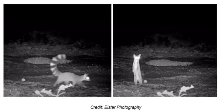 Sighting of Elusive ‘Miner’s Cat’ a Fitting Reward for Philanthropists Rewilding Their Private Land Sighting of Elusive 'Miner's Cat' a Fitting Reward for Philanthropists Rewilding Their Private Land