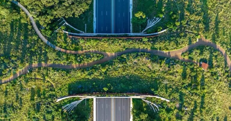 This wildlife crossing has trails for both animals and people Search