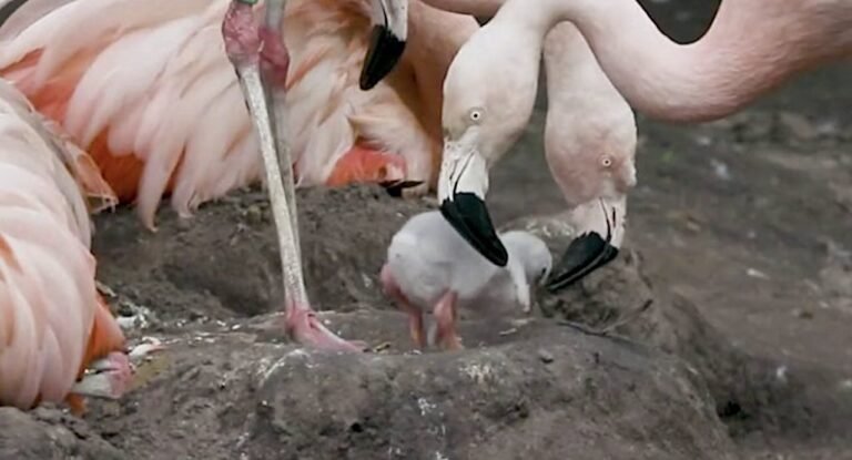 Thousands of Flamingo Chicks Hatch in Major Comeback From Climate Disaster in Turkiye (WATCH) Thousands of Flamingo Chicks Hatch in Major Comeback From Climate Disaster in Turkiye (WATCH)