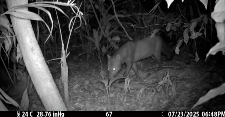 Trail cameras spot rare ‘ghost dog’ Search