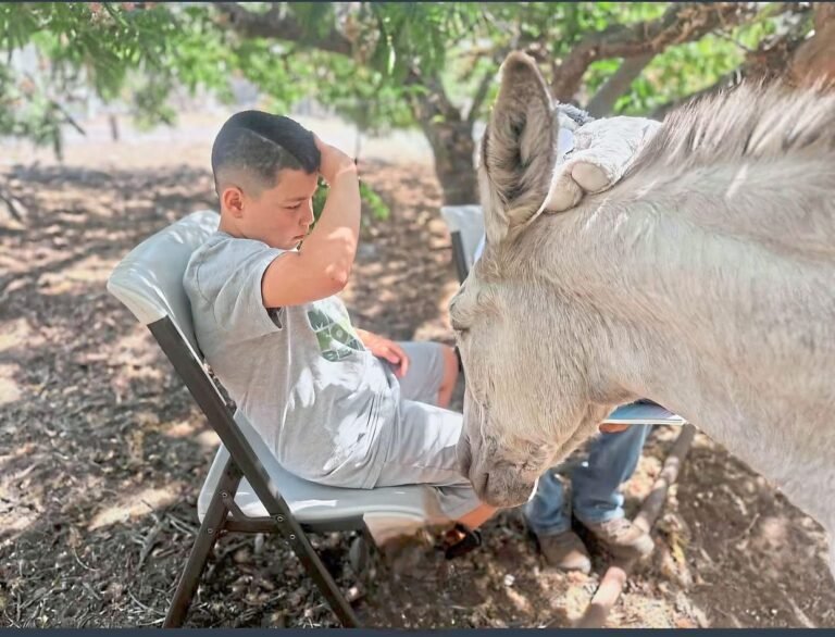 US ranch supports mental health through therapeutic horse riding programmes Therapeutic riding sessions help participants emotional well-being through guided interactions with horses.