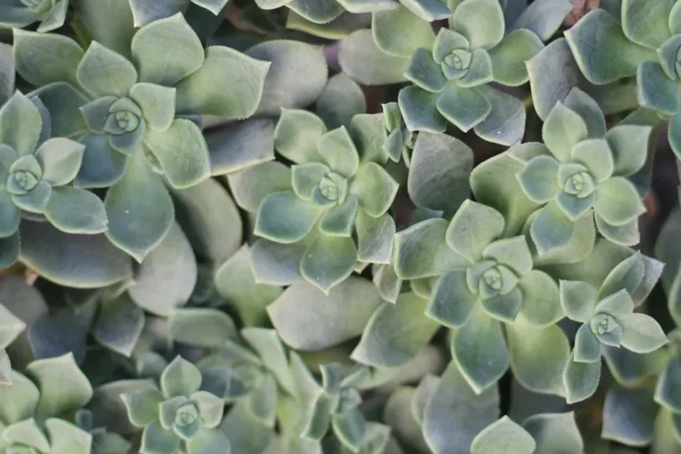 What Your Favorite Low-Maintenance Succulent Says About Your Daily Routine