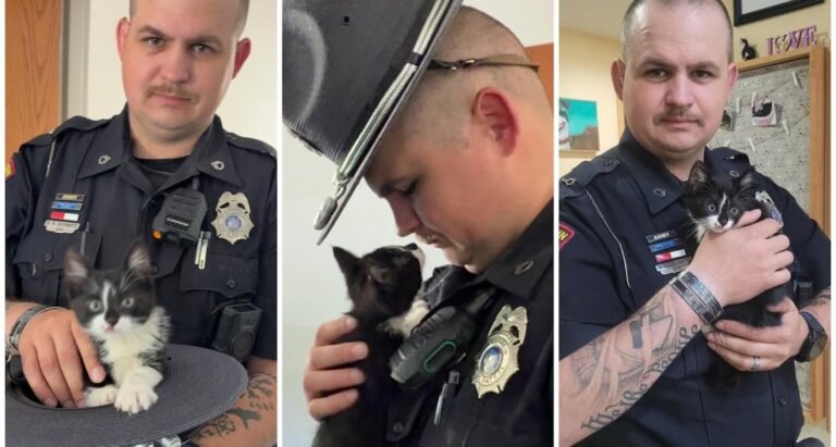 Wisconsin Trooper Has a New Pawtner–a Kitten He Saved After it Was Hurdled Out of a Moving Car Wisconsin Trooper Has a New Pawtner–a Kitten He Saved After it Was Hurdled Out of a Moving Car