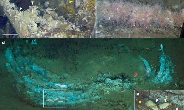 World’s Largest ‘Whale Graveyard’ Teems with Deep-Sea Life Including Species Unknown to Science World's Largest 'Whale Graveyard' Teems with Deep-Sea Life Including Species Unknown to Science