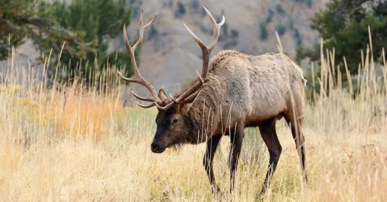 World’s largest wildlife overpass gets first elk visitors Search