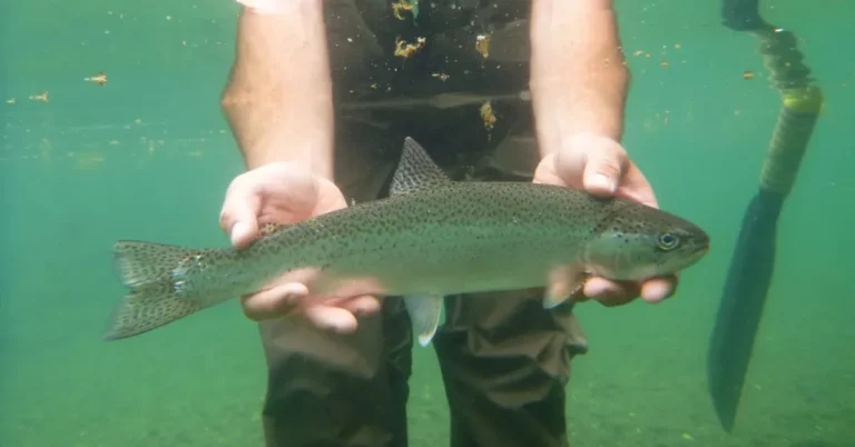1.7M Americans encouraged to catch invasive fish and win cash Search