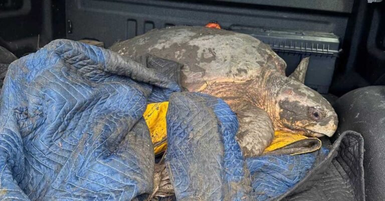 250-pound sea turtle rescued after being stranded on highway Search