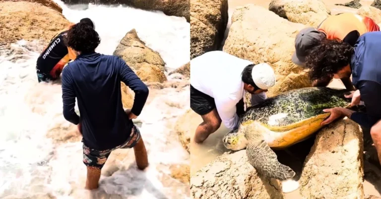 3 men save massive sea turtle from drowning on beach Search