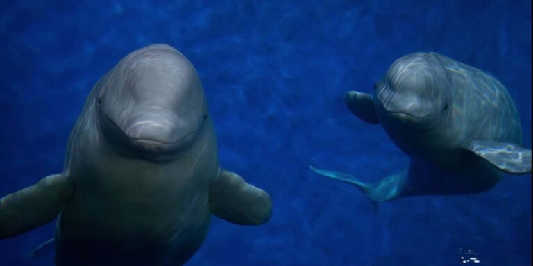 30 Beluga Whales are Finally Being Rescued After 2 Years Waiting in Shuttered Theme Park 30 Beluga Whales are Finally Being Rescued After 2 Years Waiting in Shuttered Theme Park