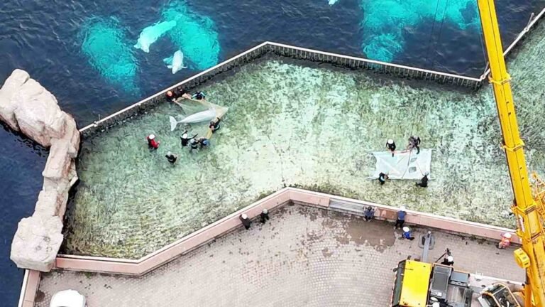 4 Beluga Whales from Shuttered Canadian Park Arrive at Chicago’s Shedd Aquarium After Rescue (LOOK) 4 Beluga Whales from Shuttered Canadian Park Arrive at Chicago's Shedd Aquarium After Rescue (LOOK)