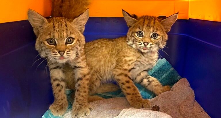 4 Different Bobkittens Rescued in a Week, Undergoing Rehab Together for Return to the Wild 4 Different Bobkittens Rescued in a Week, Undergoing Rehab Together for Return to the Wild