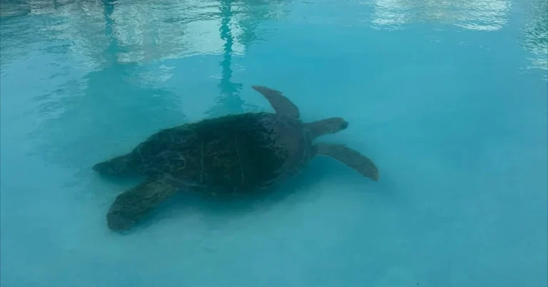 400-pound sea turtle rescued from resort swimming pool Search