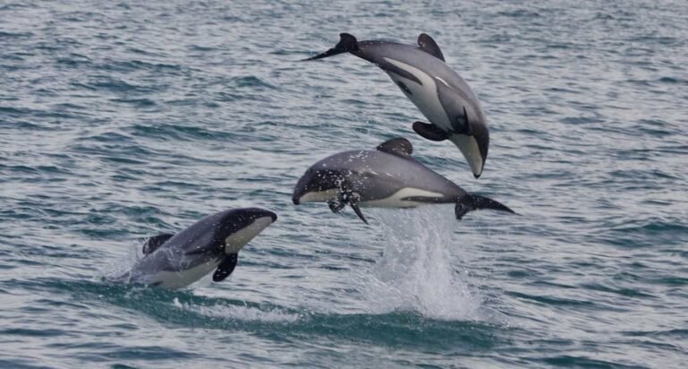 5 New Marine Reserves to Protect Dolphins and Kelp Forests off New Zealand’s South Island 5 New Marine Reserves to Protect Dolphins and Kelp Forests off New Zealand's South Island