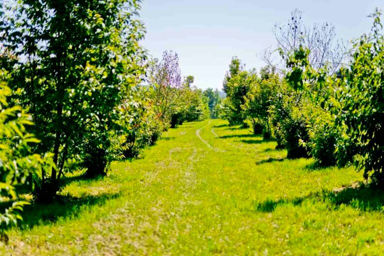 Biotech Startup Breeds Blight Tolerant American Chestnut Without Any Genetic Defects Biotech Startup Breeds Blight Tolerant American Chestnut Without Any Genetic Defects
