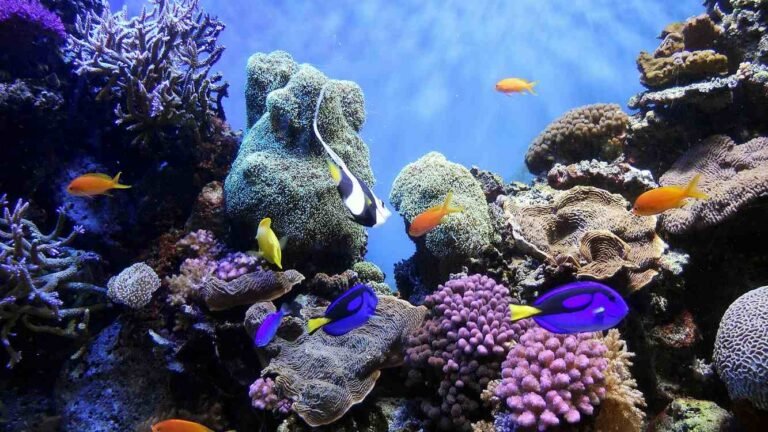 Bloomberg Donates $260 Million to Ensure New High Seas Treaty Translates to Lasting Ocean Protections Bloomberg Donates $260 Million to Ensure New High Seas Treaty Translates to Lasting Ocean Protections