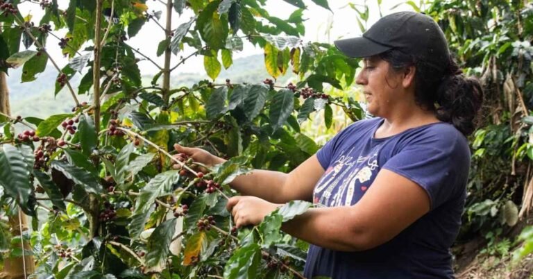 Coffee farmers in Ecuador adopt ‘deforestation-free’ business model Search