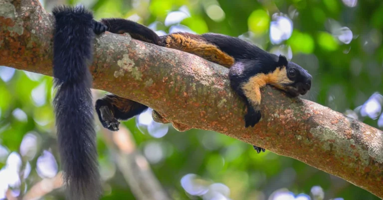 Conservationists save ‘baseball bat-sized’ squirrel Search