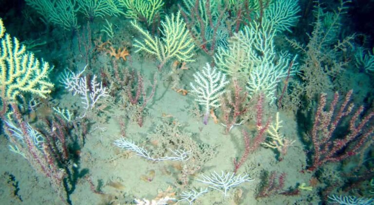 Coral Reef Long Presumed Dead Is Rediscovered ‘Teeming with Life’ Off Coast of Africa Coral Reef Long Presumed Dead Is Rediscovered 'Teeming with Life' Off Coast of Africa