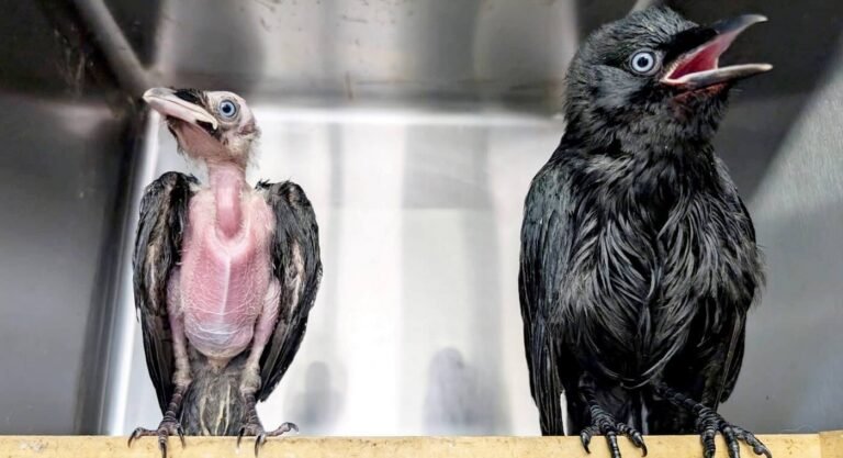 Crow Takes to Teaching a Starving Orphan Bird How to Eat (Watch)