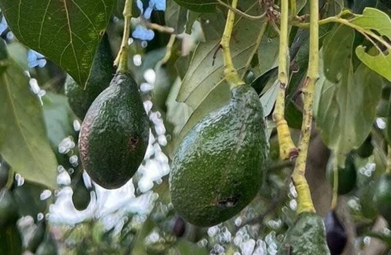 Discovery of New Avocado Types Could Lead to More Superfood Choices and Resilience Discovery of New Avocado Types Could Lead to More Superfood Choices and Resilience
