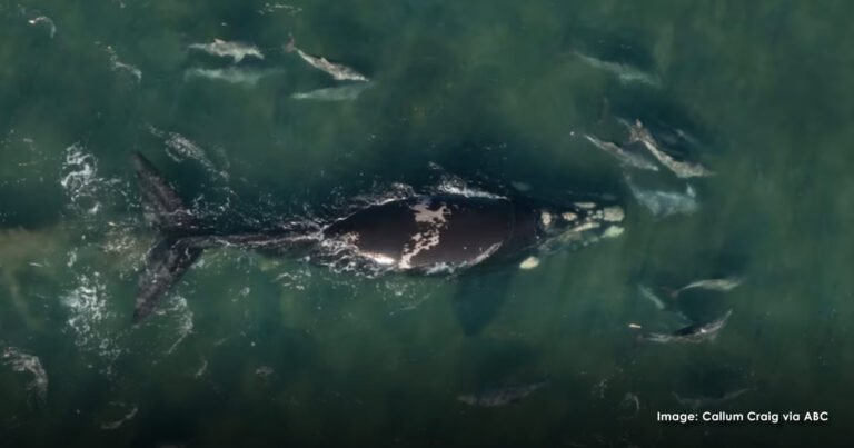 Dolphin pods help guide trapped baby whale to safety – The Good News Movement Dolphin pods help guide trapped baby whale to safety – The Good News Movement