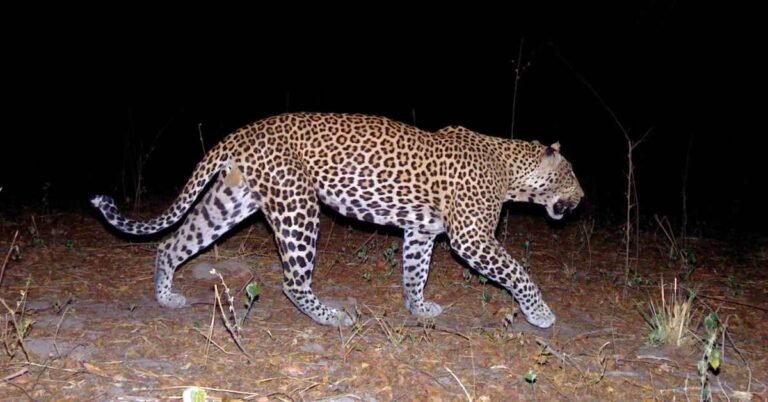 Endangered West African leopards show signs of recovery Search